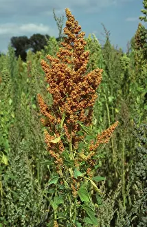 Ripening: Quinoa (Chenopodium quinoa)