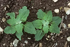 Seedlings: Quinoa (Chenopodium quinoa)