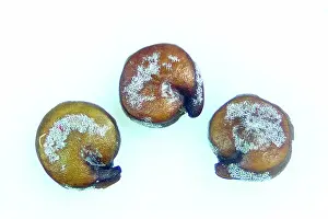 Protein: Quinoa Seeds with Saponins on Their Surfaces