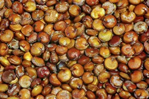 Protein: Quinoa Seeds with Saponins on Their Surfaces