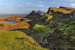 Trotternish: Quiraing - little tree growing out of an rocky outcrop