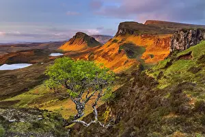 Trotternish: Quiraing - little tree growing out of an rocky outcrop