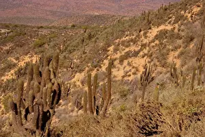 Atacama: Quisco Cacti / Trichocereus chilensis / Cereus