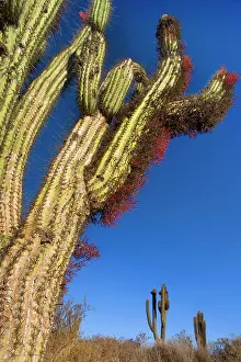 Cereus: Quisco Cacti / Trichocereus chilensis / Cereus