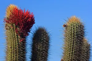 Cereus: Quisco Cactus / Trichocereus chilensis / Cereus