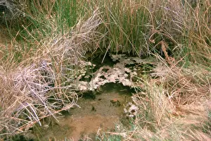 Pipe: Quitobaquito Springs, Arizona