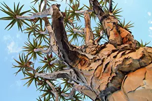 Aloe: Quiver