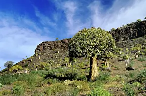 Quiver: Quiver / Kokaboom Tree