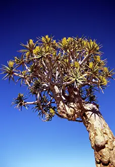 Quiver: Quiver / Kokaboom Tree - in flower