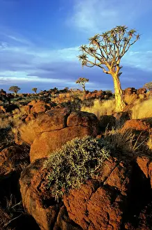 Quiver: Quiver / Kokaboom Tree - Namibia