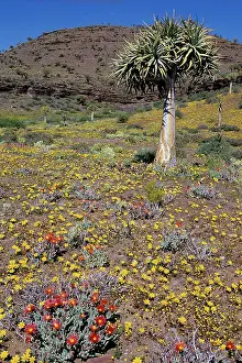 Quiver: Quiver / Kokaboom Tree - with spring flowers