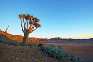 Michele Menegon: Quiver Tree