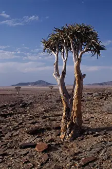 Quiver: Quiver tree