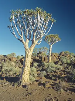Quiver: Quiver tree