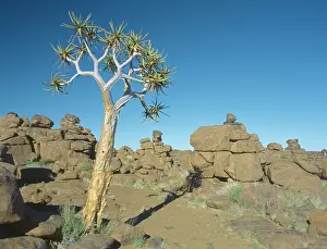 Quiver: Quiver tree