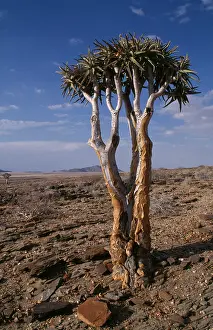 Aloe: Quiver tree