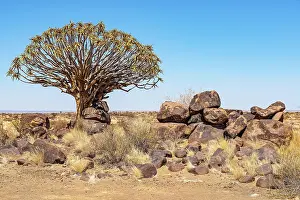 Aloe: Quiver tree (Aloe dichotoma), B1, Keetmanshoop