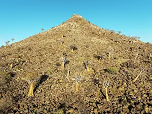 Eroded: Quiver Tree (Aloidendron dichotomum)