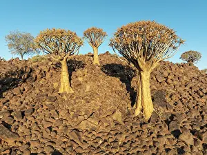 Aloe: Quiver Tree (Aloidendron dichotomum)