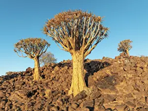 Aloe: Quiver Tree (Aloidendron dichotomum)