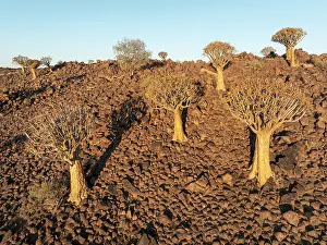 Aloe: Quiver Tree (Aloidendron dichotomum)