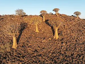 Aloe: Quiver Tree (Aloidendron dichotomum)