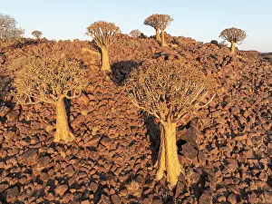 Aloe: Quiver Tree (Aloidendron dichotomum)
