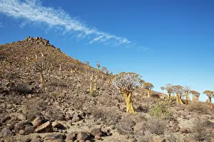 Remote: Quiver Tree (Aloidendron dichotomum)