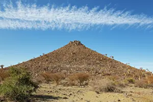 Remote: Quiver Tree (Aloidendron dichotomum)