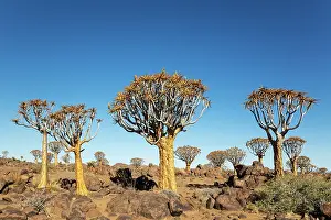 Remote: Quiver Tree (Aloidendron dichotomum)