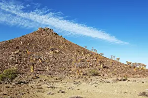 Remote: Quiver Tree (Aloidendron dichotomum)