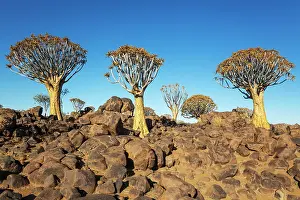 Remote: Quiver Tree (Aloidendron dichotomum)