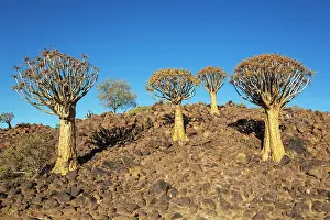 Remote: Quiver Tree (Aloidendron dichotomum)