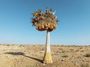 Weaver: Quiver Tree (Aloidendron dichotomum) with huge nest of Sociable Weavers (Philetairus socius)