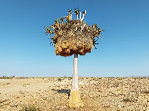 Weaver: Quiver Tree (Aloidendron dichotomum) with huge nest of Sociable Weavers (Philetairus socius)