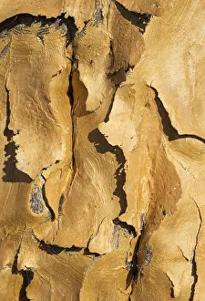 Aloe: Quiver tree - detail of the bark - formerly the