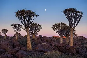 Aloe: Quiver tree forest (Aloe dichotoma) at sunset, Ketmanshoop
