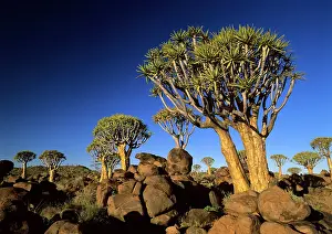 Aloes: Quiver tree forest in early morning