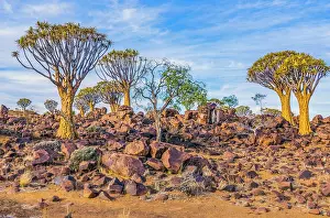 Native: Quiver Tree Forest, Namibia, Africa. Wide angle landscape