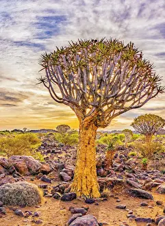 Murray Mccallum: Quiver Tree Forest, Namibia, Africa. Portrait of quiver