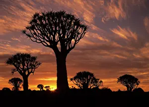 Aloes: Quiver tree forest - silhouettes at sunrise with visible sun