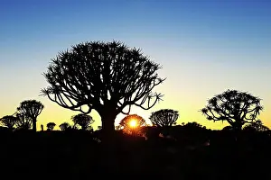Aloe: Quiver tree forest, silhouettes at sunset, Keetmanshoop