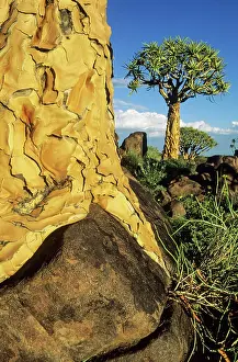 Quiver: Quiver Tree grew partially on a rock formerly the