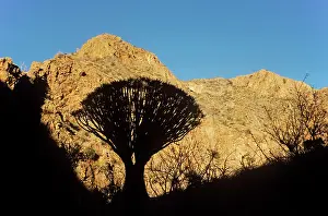 Aloes: Quiver Tree - formerly the hollowed out branches