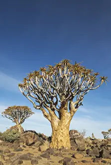 Quiver: Quiver tree - formerly the hollowed out branches