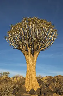 Quiver: Quiver tree - formerly the hollowed out branches