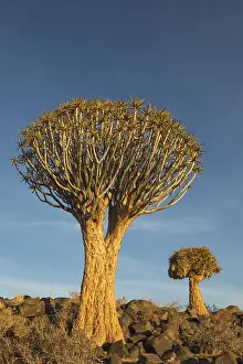Aloe: Quiver tree - formerly the hollowed out branches