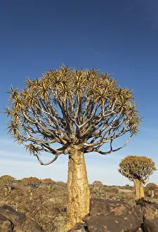 Aloe: Quiver tree - formerly the hollowed out branches