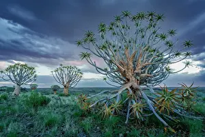 Sunsets: Quiver tree or kokerboom (Aloidendron dichotomum
