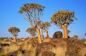Aloes: Quiver Tree - Kokerboom forest